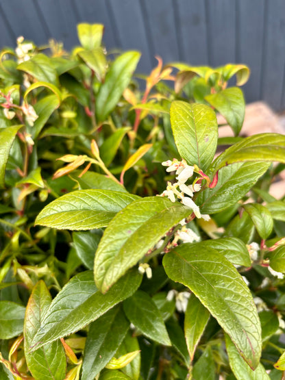 Leucothoe 'Zeblid' - Druifheide