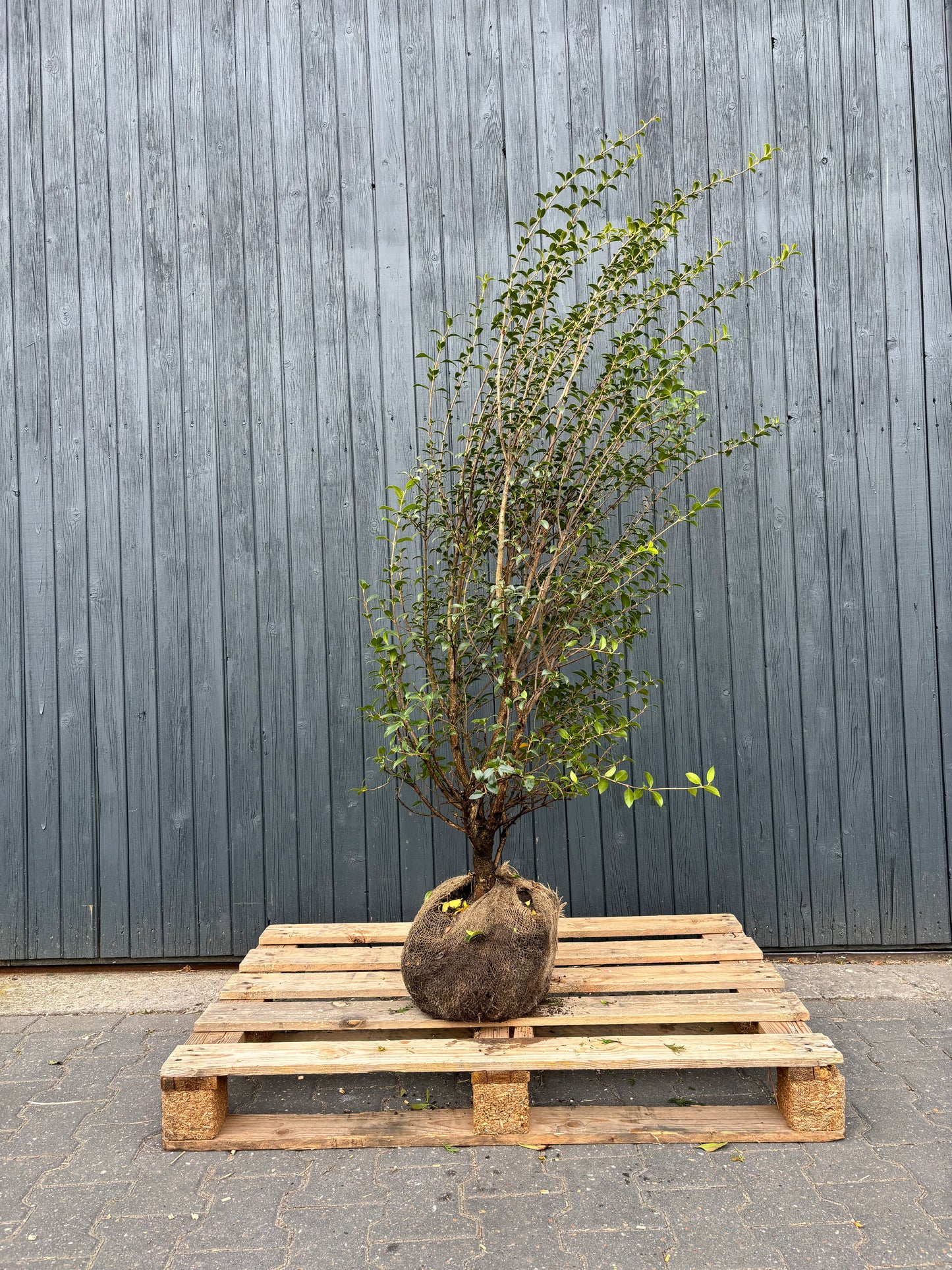 Osmanthus burkwoodii - Schijnhulst