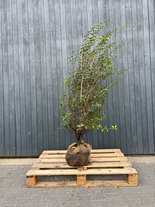 Osmanthus burkwoodii - Schijnhulst