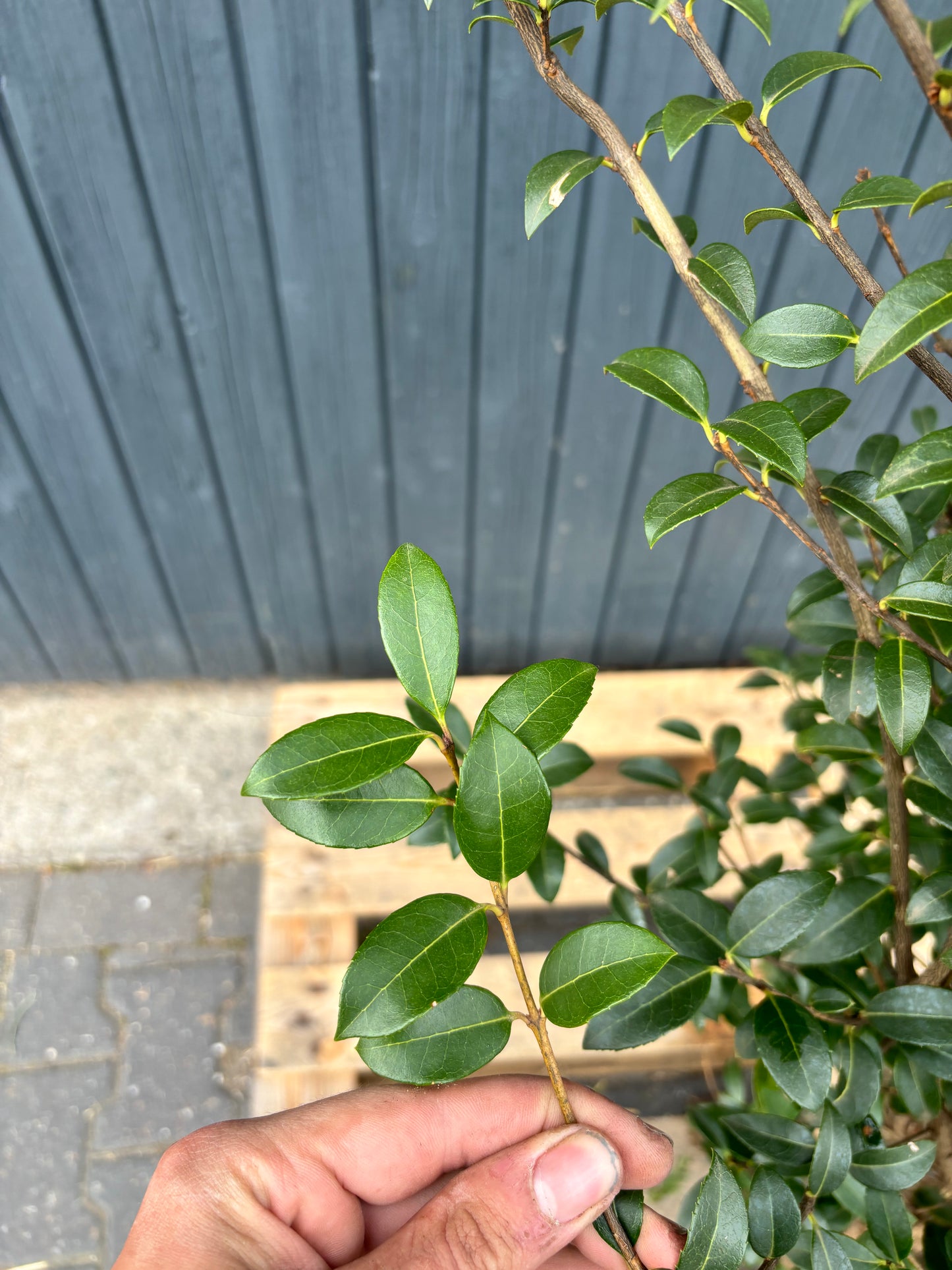 Osmanthus burkwoodii - Schijnhulst