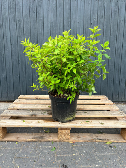 Hydrangea paniculata 'Limelight' - pluimhortensia