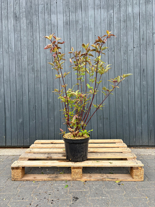 Cornus alba 'Kesselringii' - Witte Kornoelje