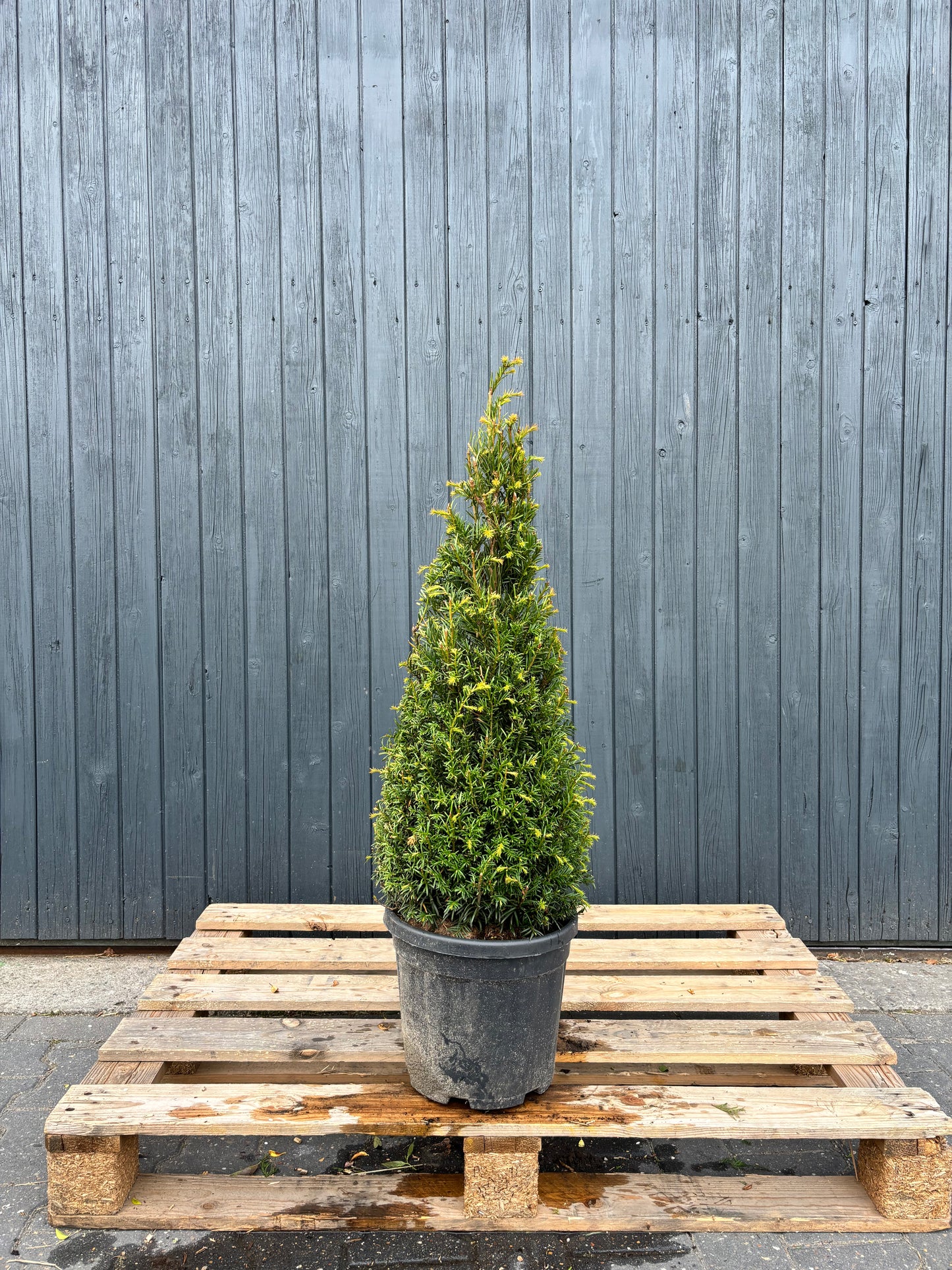 Taxus baccata kegel - Venijnboom