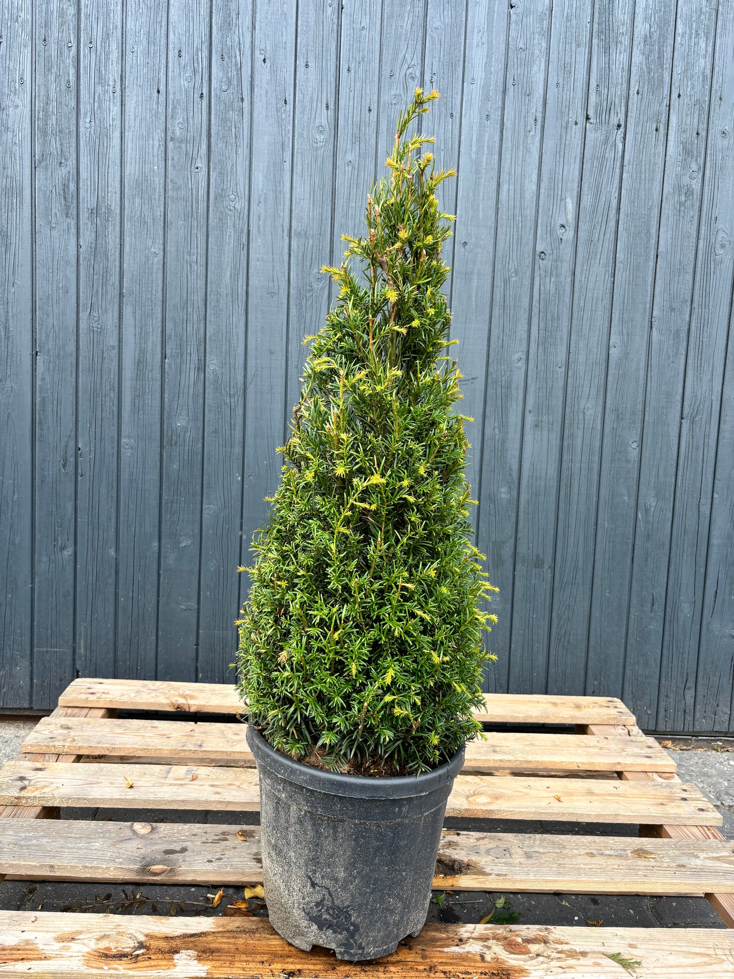 Taxus baccata kegel - Venijnboom