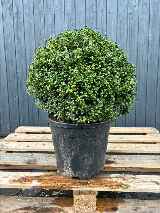 Ilex crenata 'Convexa'