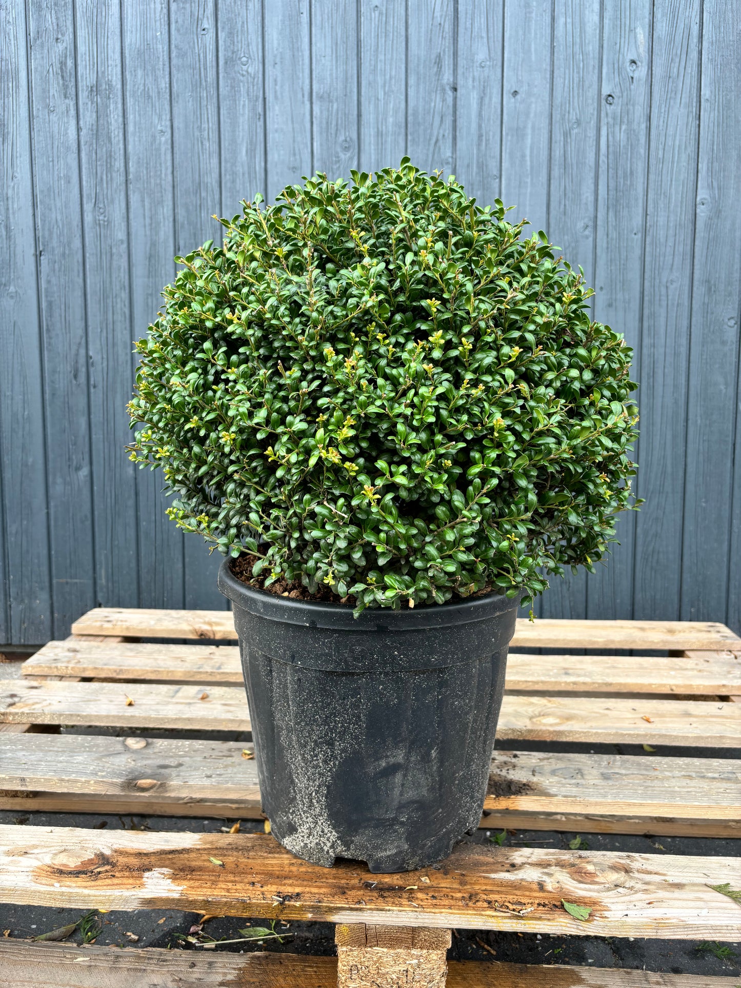 Ilex crenata 'Convexa'