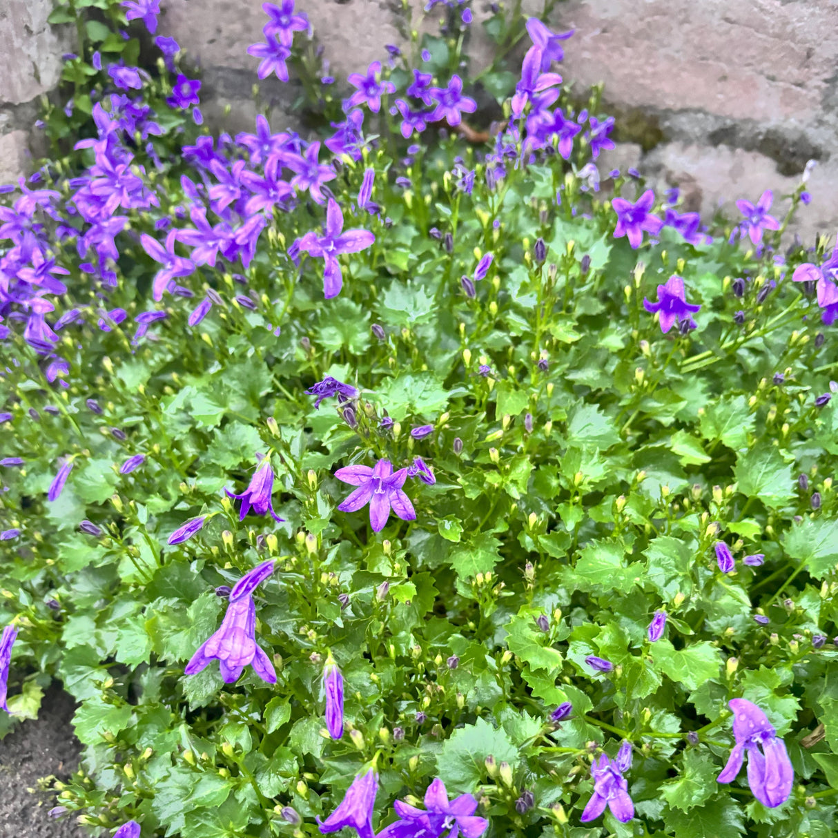 Campanula portenschlagiana - Klokjesbloem