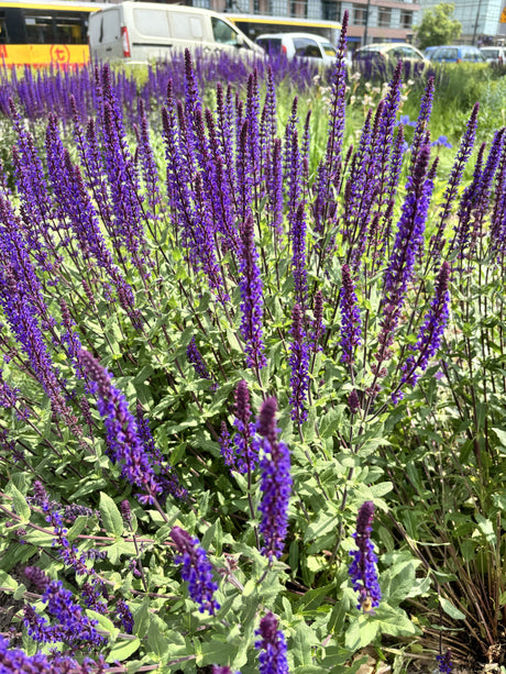 Salvia nemorosa 'Ostfriesland' - Salie