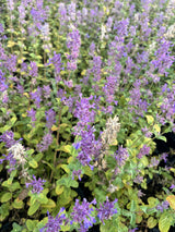 Nepeta 'Six Hills Giant' - Kattenkruid