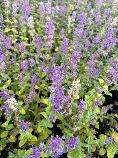 Nepeta 'Six Hills Giant' - Kattenkruid