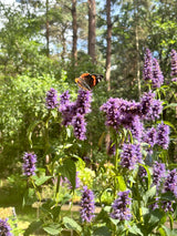 Agastache 'Black Adder' - Dropplant