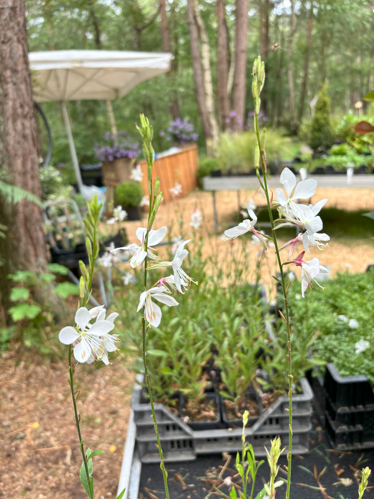 Gaura lindh. 'Whirling Butterflies, Prachtkaars