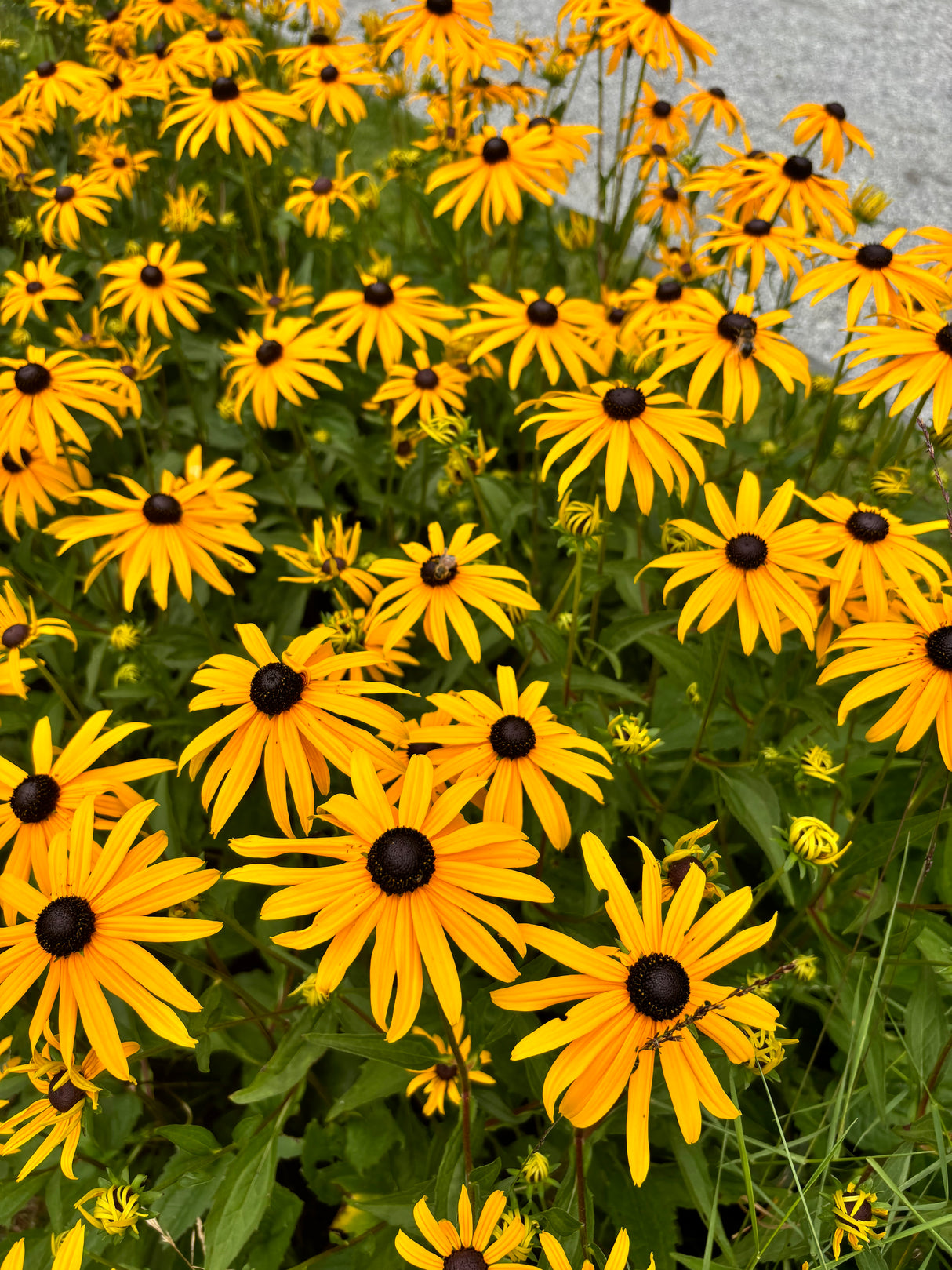 Rudbeckia fulgida 'Goldsturm'