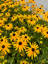 Rudbeckia fulgida 'Goldsturm'