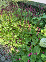 Persicaria amplexicaulis 'Taurus' - Duizendknoop