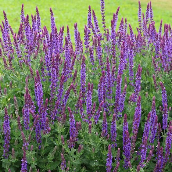 Salvia nemorosa 'Ostfriesland' – Salie