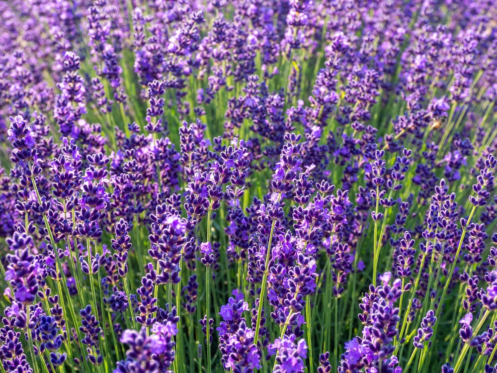 Lavandula angustifolia 'Munstead - Lavandel