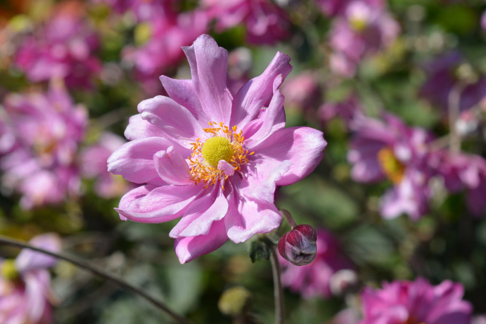 Anemone hup. 'Prinz Heinrich'