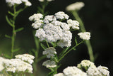 Achillea millefolium - Duizendblad