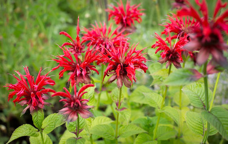 Monarda 'Cambridge Scarlet - Bergamot