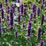 Agastache foeniculum 'Little Adder' - Dropplant