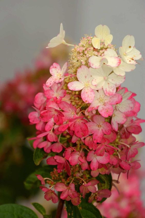 Hydrangea paniculata 'Pinky Winky' - Pluimhortensia