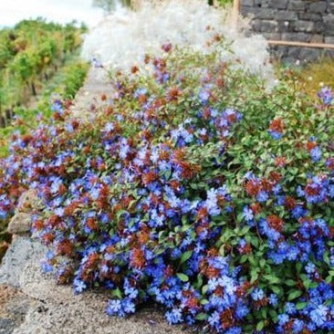 Ceratostigma plumbaginoides - Loodkruid - toptuinplanten