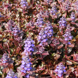 Ajuga reptans 'Burgundy Glow' – Kruipend zenegroen