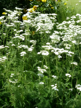 Achillea millefolium - Duizendblad