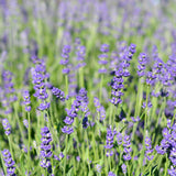 Lavandula angustifolia 'Munstead - Lavandel