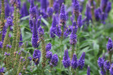 Veronica spicata - Ereprijs