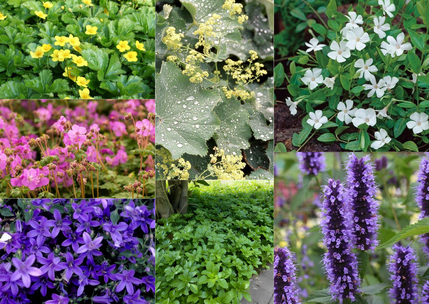 Bodembedekkende Borderpakket - 20x planten