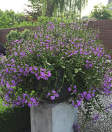 Scaevola - Udenhoutse plant