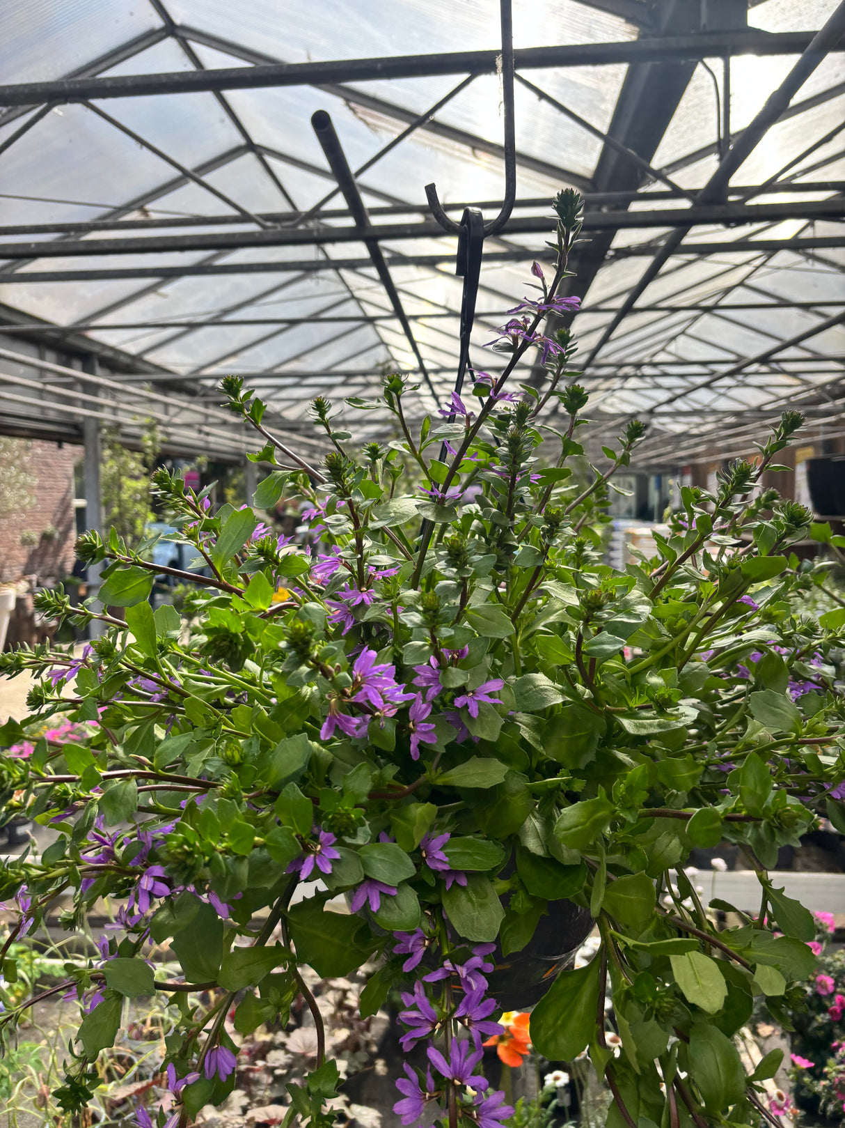 Scaevola - Udenhoutse plant