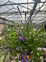 Scaevola - Udenhoutse plant