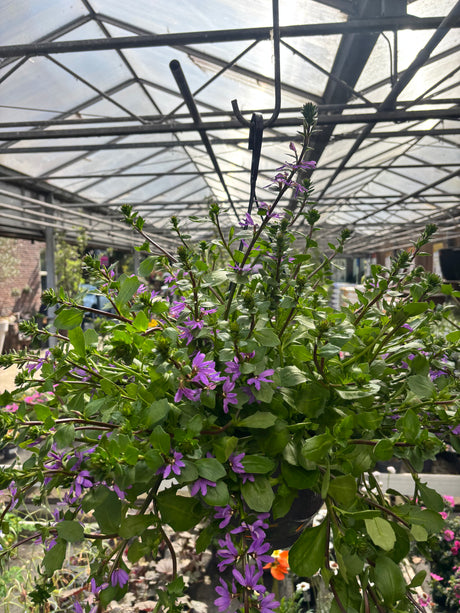 Scaevola - Udenhoutse plant