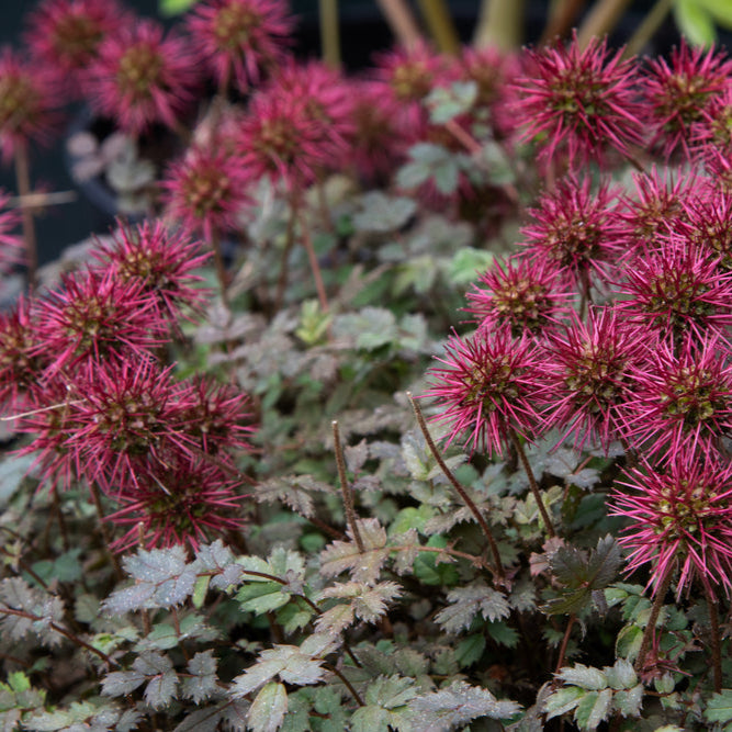 Acaena microphylla 'Kupferteppich' - Stekelnootje