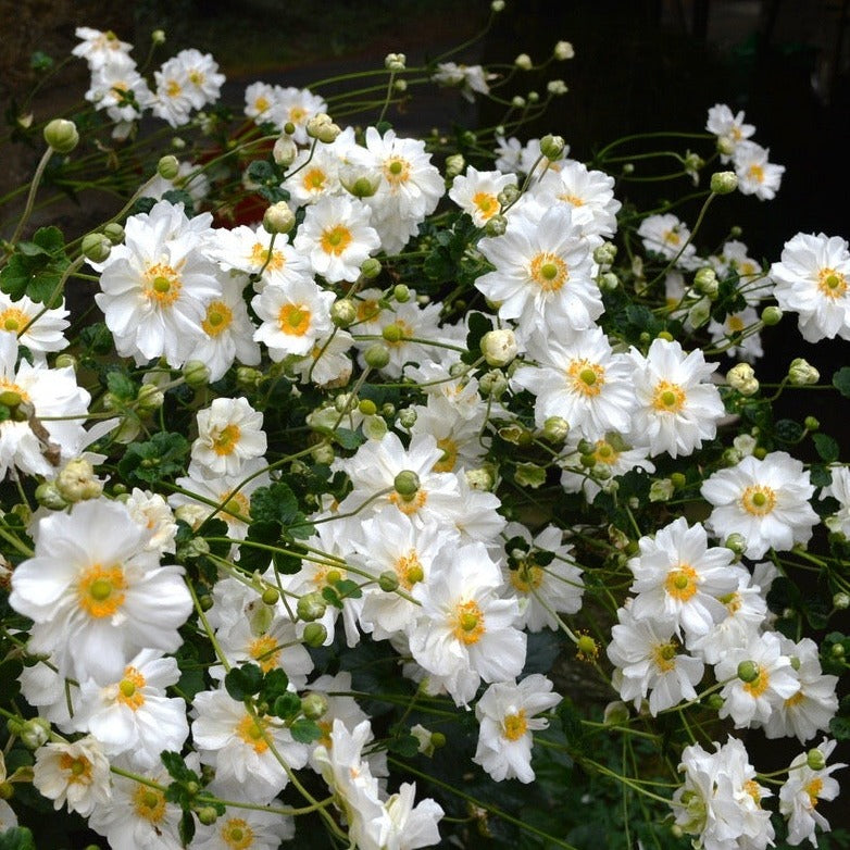 Anemone hyb. 'Honorine Jobert'