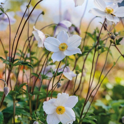 Anemone hyb. 'Honorine Jobert'