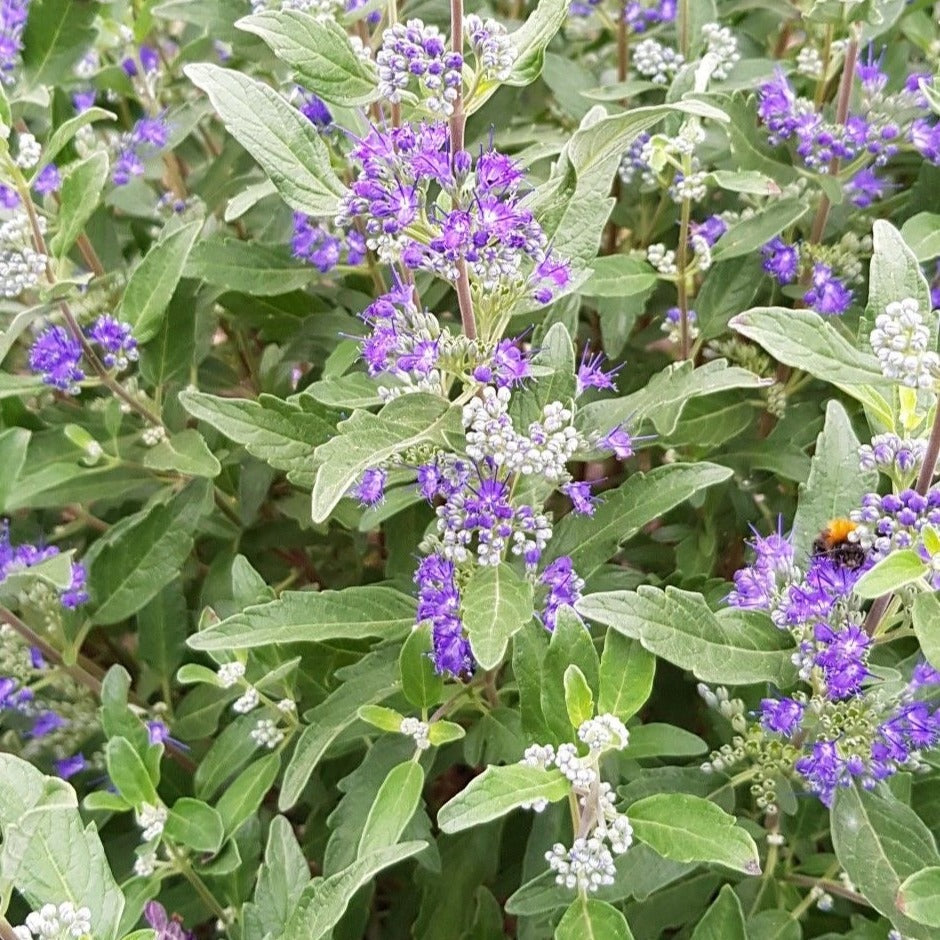 Caryopteris cland. 'Heavenly Blue' - toptuinplanten