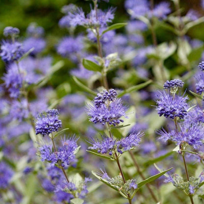 Caryopteris cland. 'Heavenly Blue' - toptuinplanten