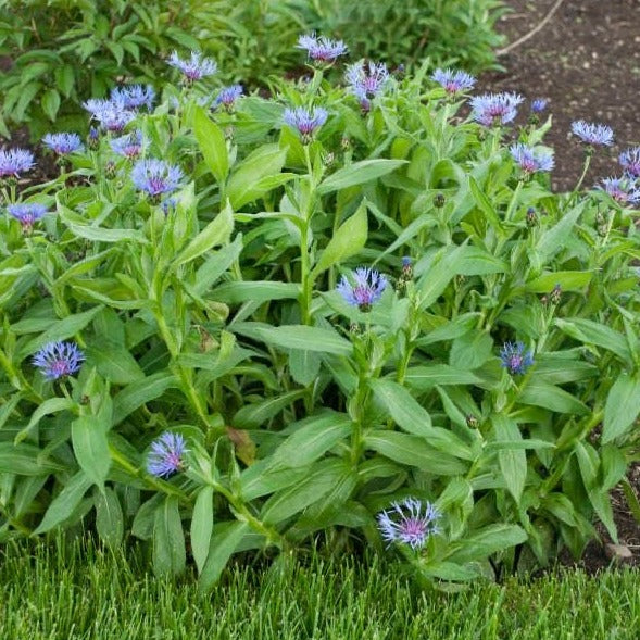 Caryopteris cland. 'Heavenly Blue' - toptuinplanten