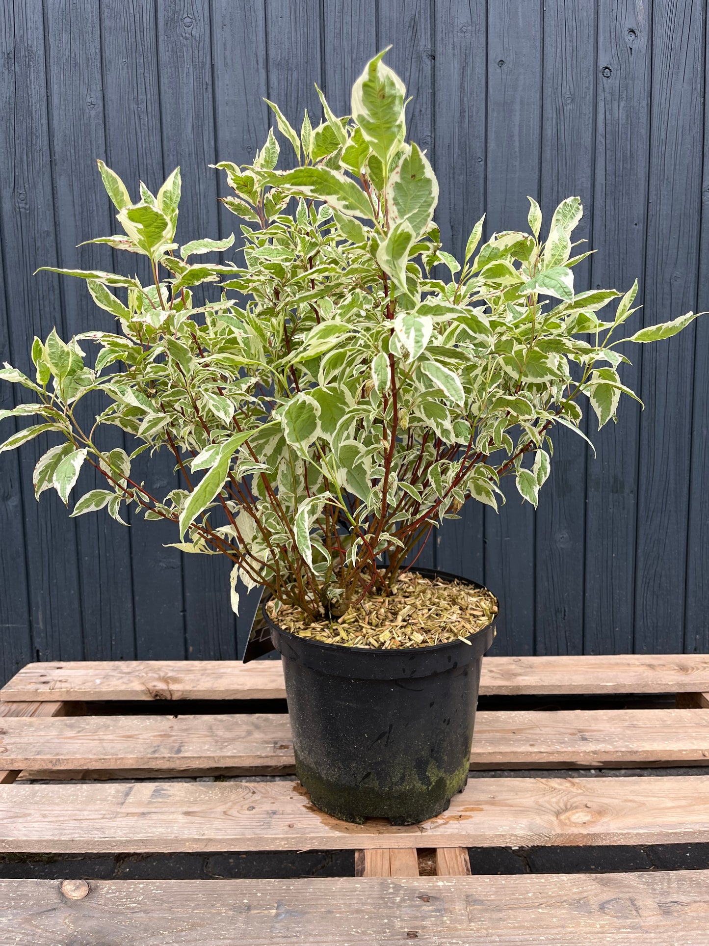 Cornus alba 'Elegantissima'- Bonte Kornoelje