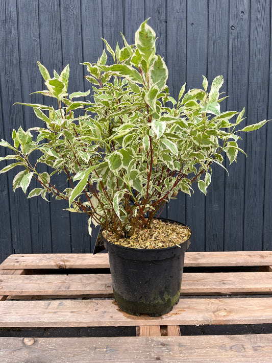 Cornus alba 'Elegantissima'- Bonte Kornoelje