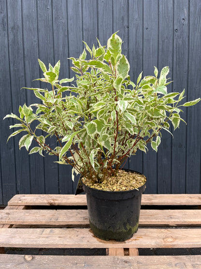 Cornus alba 'Elegantissima'- Bonte Kornoelje