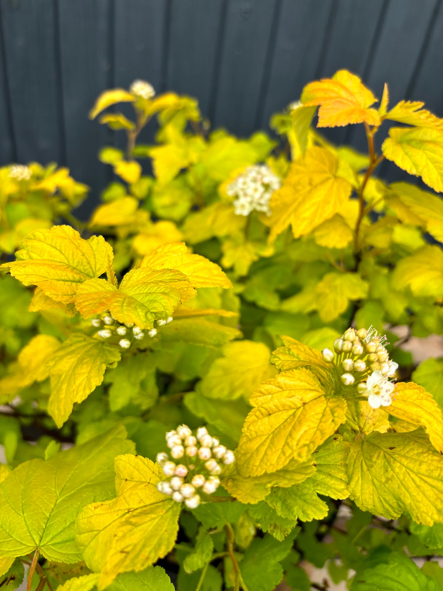 Physocarpus opulifolius 'Dart's Gold'