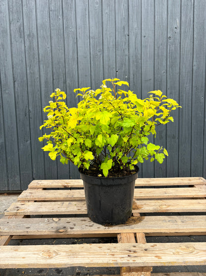 Physocarpus opulifolius 'Dart's Gold'