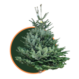 Nordmann kerstboom gezaagd - 180-200