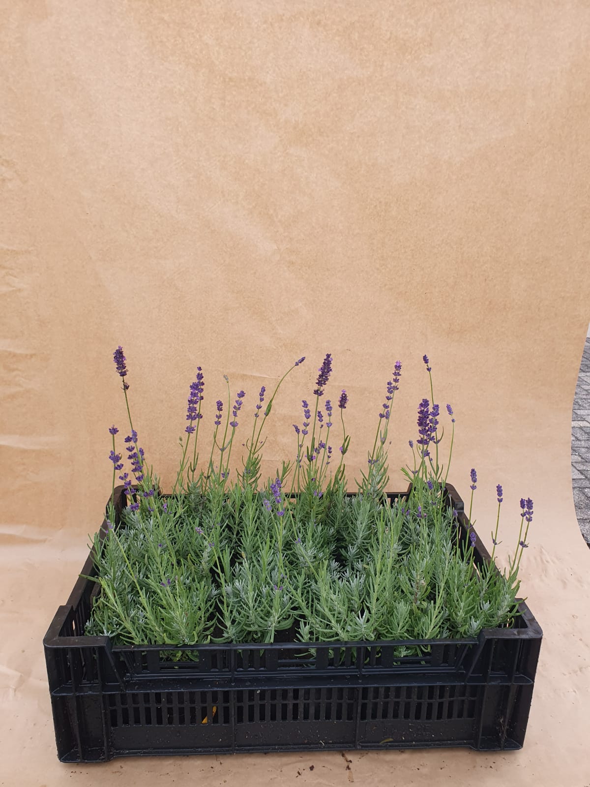 Lavandula angustifolia 'Hidcote - Lavendel