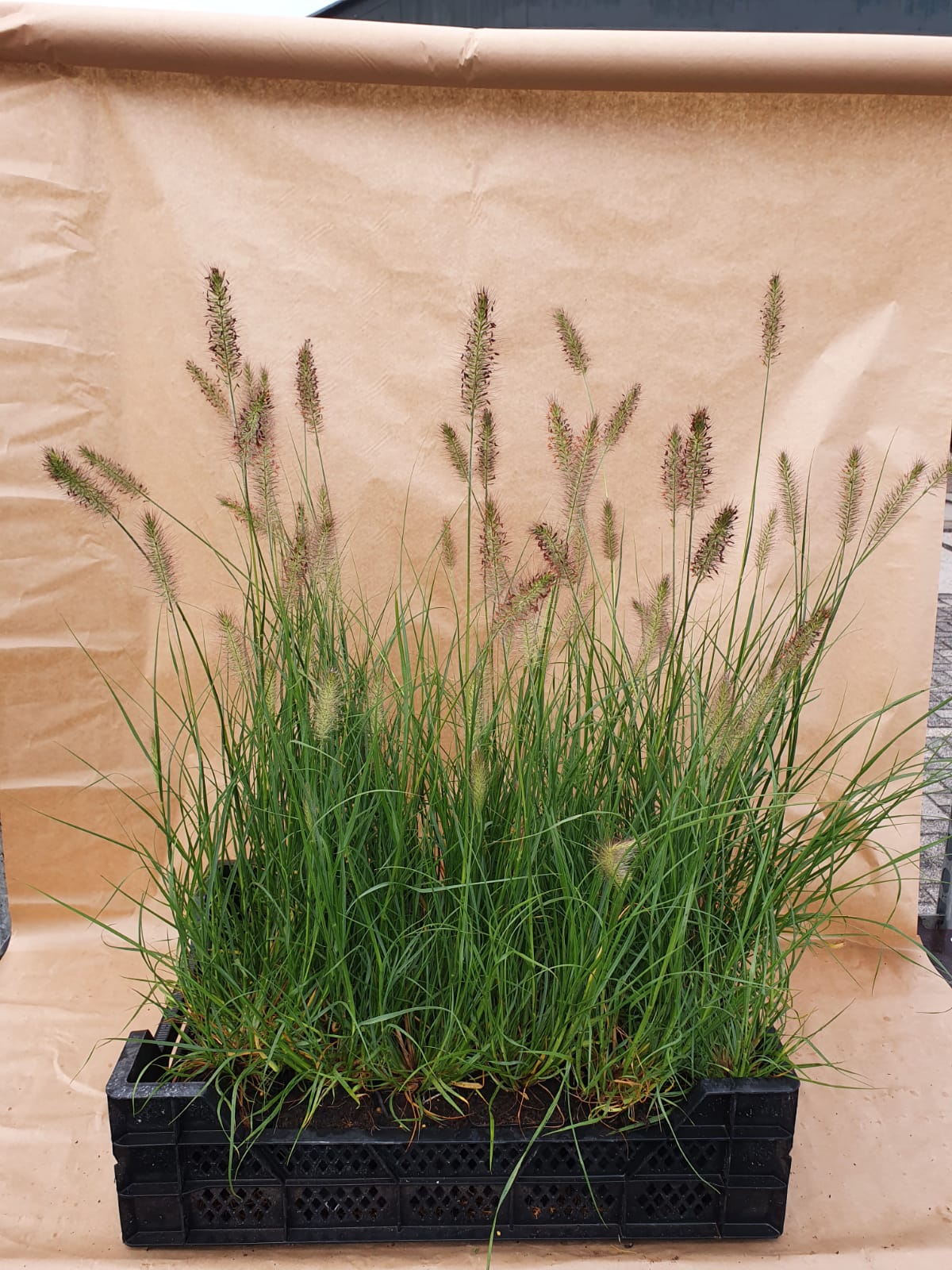 Pennisetum alopecuroides 'Hameln'